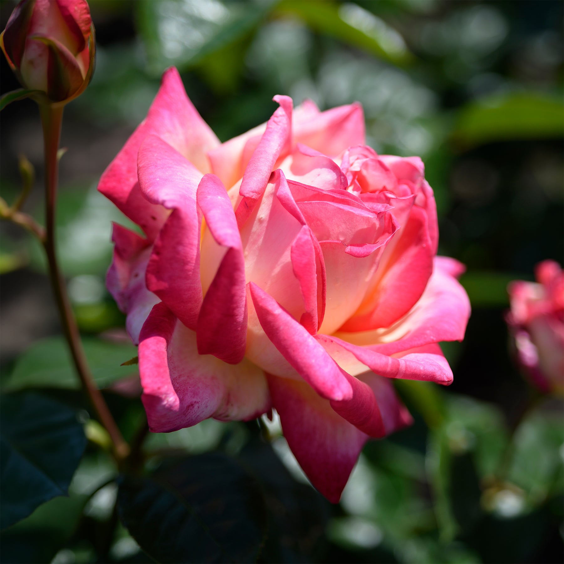 Grootbloemige roos 'Double Delight' - Rozen - Willemse
