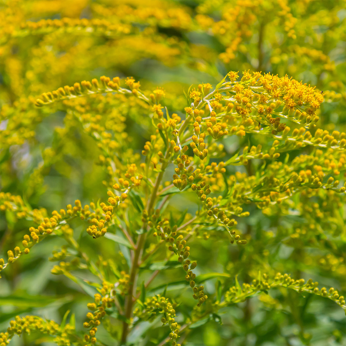 Gulderoede (x5) - Solidago luteus - Willemse