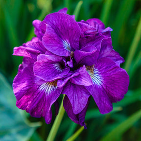 Iris sibirica Double Standard - Siberische iris Double Standard - Iris sibirica - Siberische lis