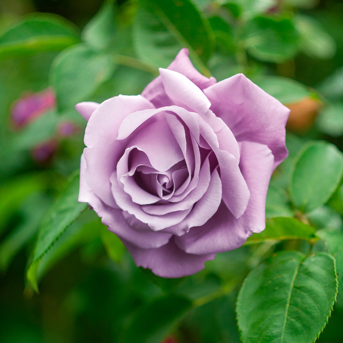 Grootbloemige roos 'Walz Time' - Willemse