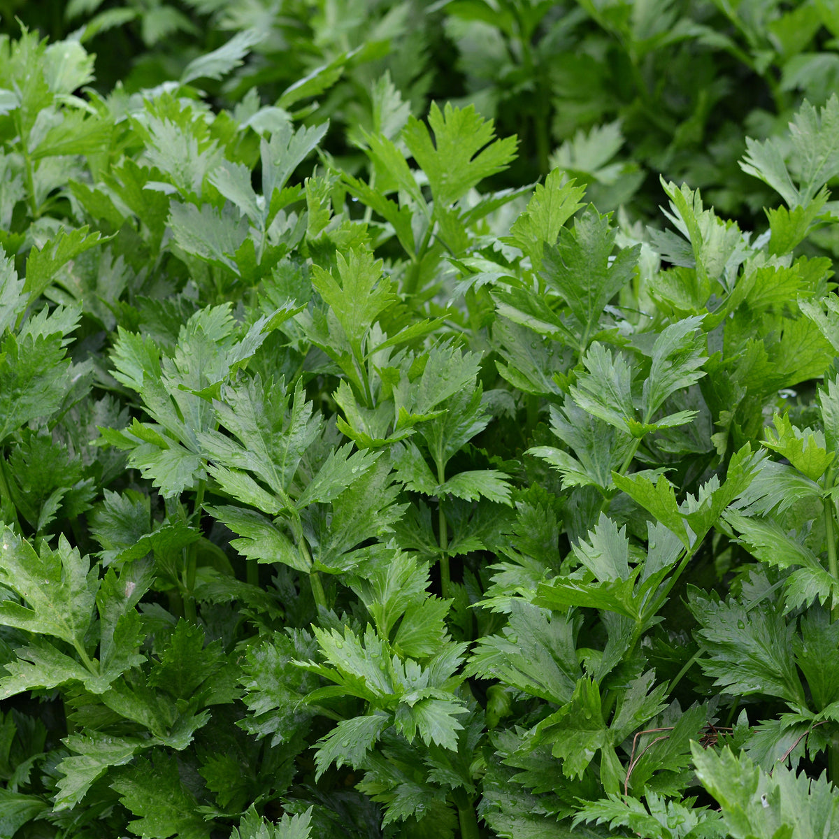 Selderij 'Gewone Snij / Westlandse' - BIO - Apium graveolens gewone snij westlandse - Willemse