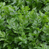 Selderij 'Gewone Snij / Westlandse' - BIO - Apium graveolens gewone snij westlandse - Willemse