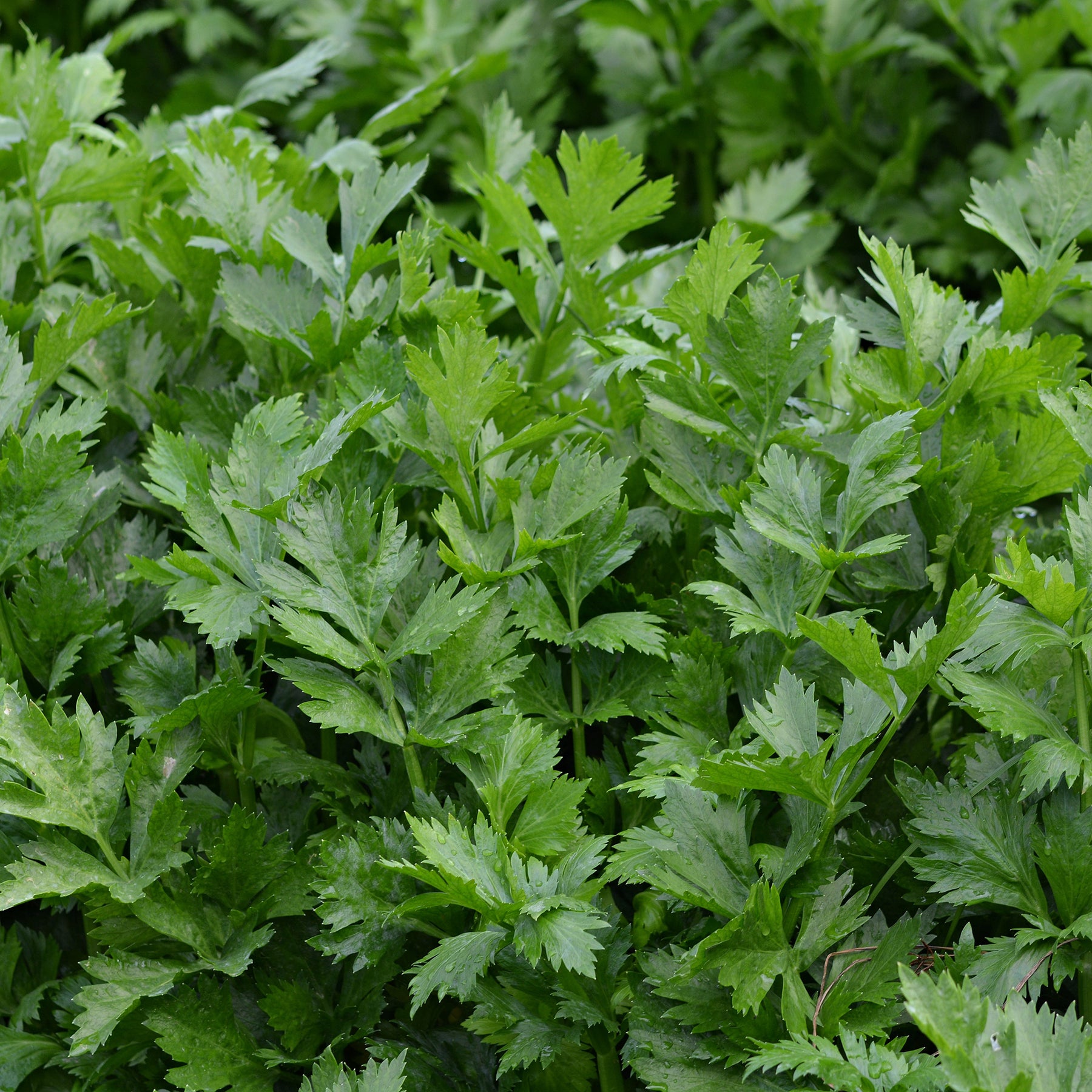 Selderij 'Gewone Snij / Westlandse' - BIO - Apium graveolens gewone snij westlandse - Willemse