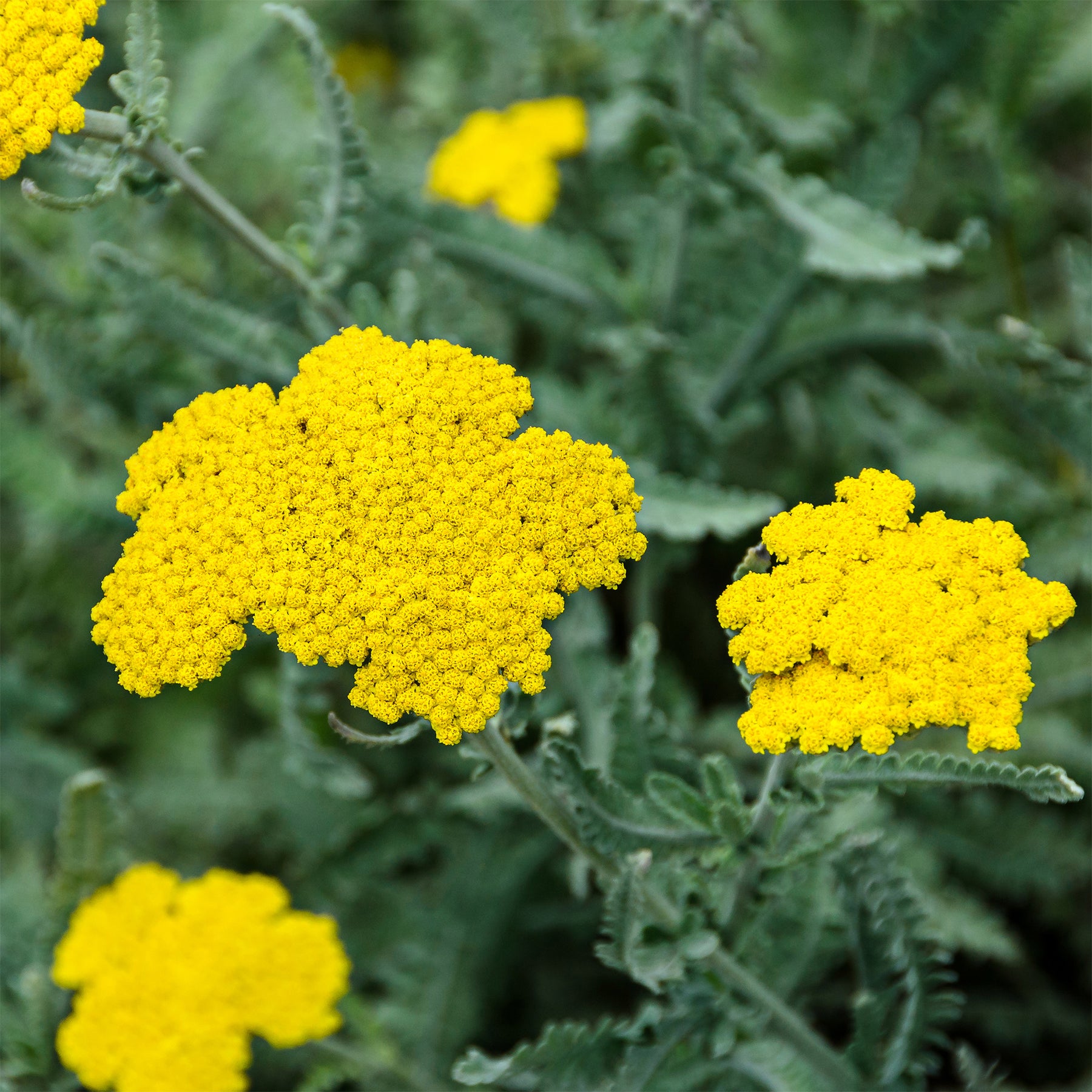Duizendblad - Achillea hybride moonshine - Willemse