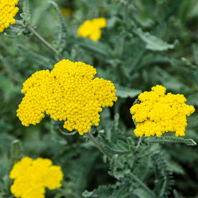 Duizendblad - Achillea hybride moonshine - Willemse