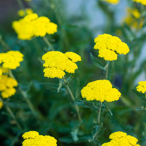 Duizendblad - Willemse