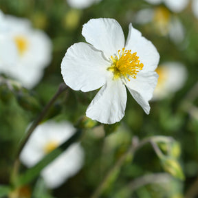 Zonneroosje 'Elfenbeinglanz' - Willemse