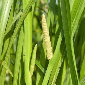 Geurende Acore - Willemse