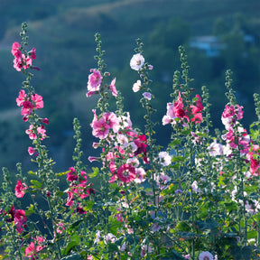 Stokroos Simplex - Willemse