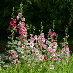 Stokroos Simplex - Alcea rosea simplex - Willemse