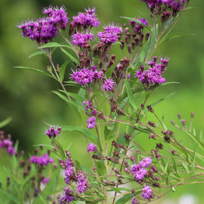 Ijzerkruid Mammuth - Vernonia crinita mammuth - Willemse