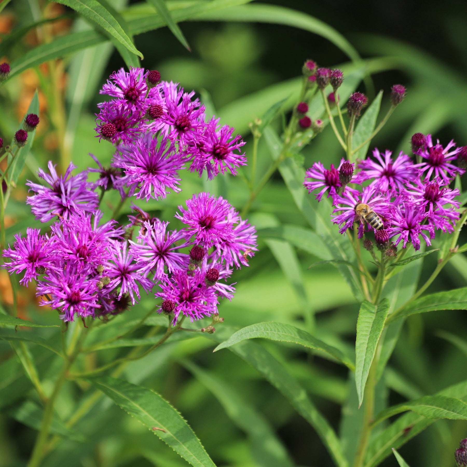 Ijzerkruid Mammuth - Willemse