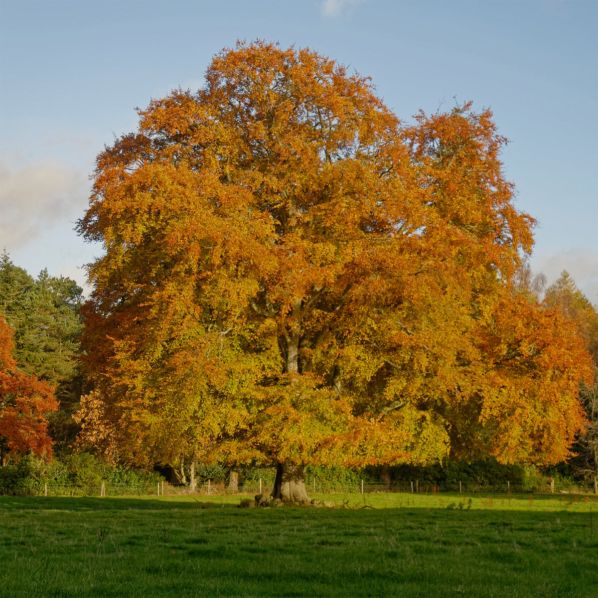 Beukenhaag #1 - Willemse