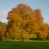 Beukenhaag #1 - Willemse
