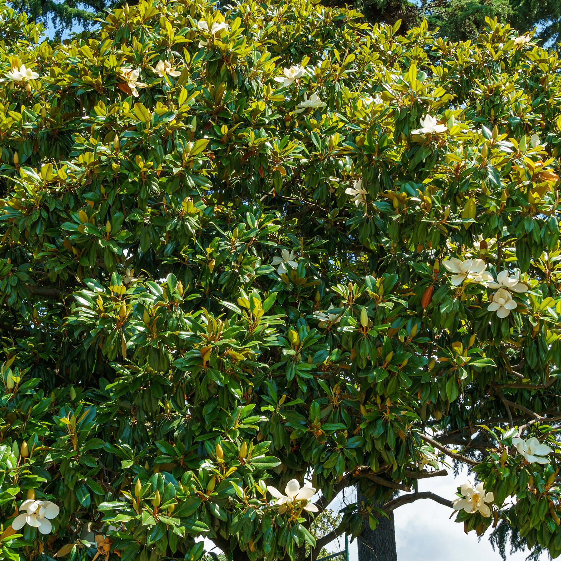 Magnolia grandiflora Alta - Willemse
