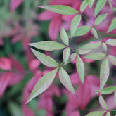Dwerg heilige bamboe Flirt - Nandina domestica Flirt Murasaki - Willemse