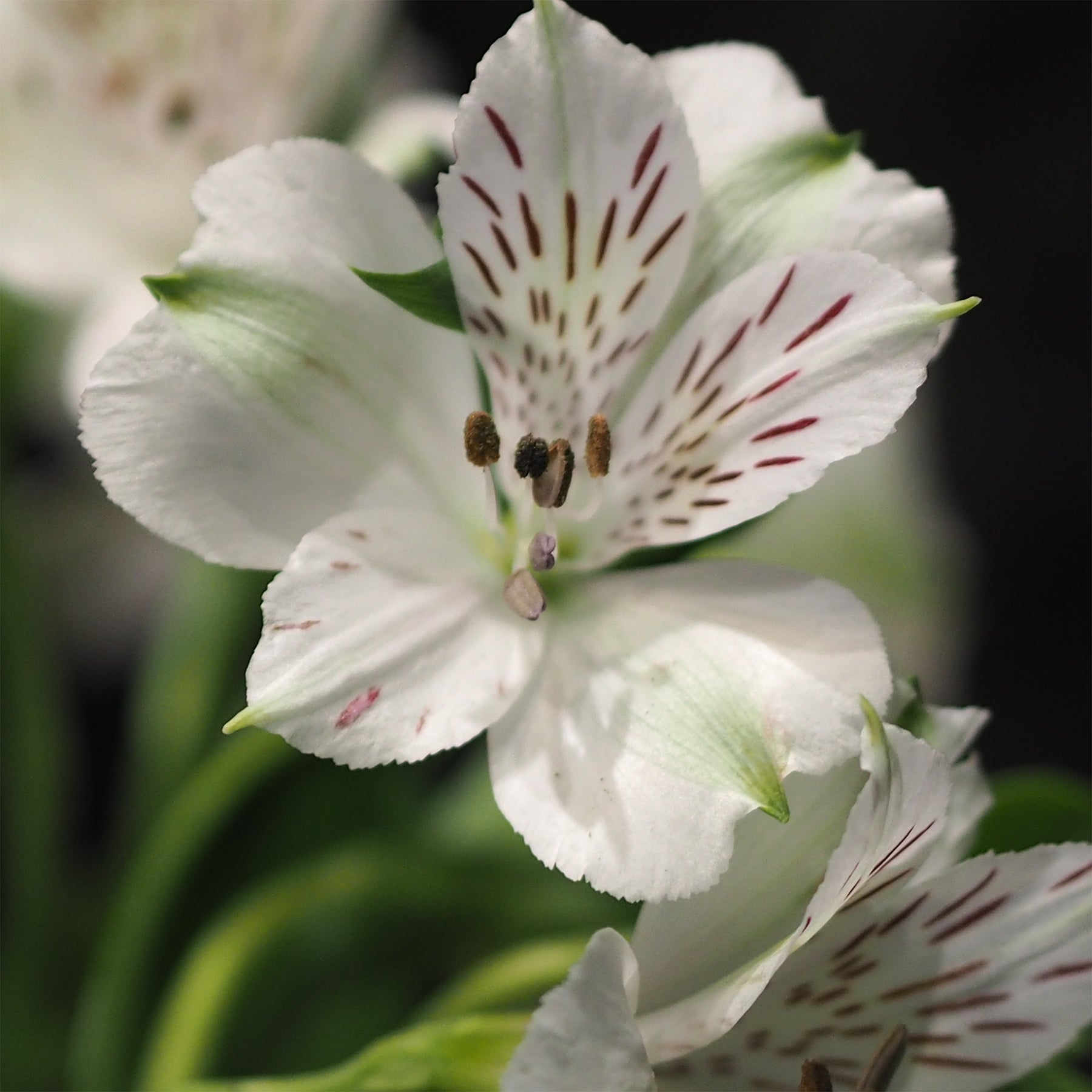 Alstroemeria Majestic Mazé - Inca Lelie - Alstroemeria Majestic Mazé - Alstroemeria - Incalelie