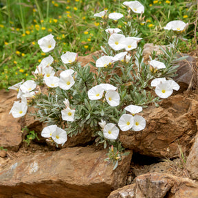 Convolvulus New White Moon®/ Winde - Willemse