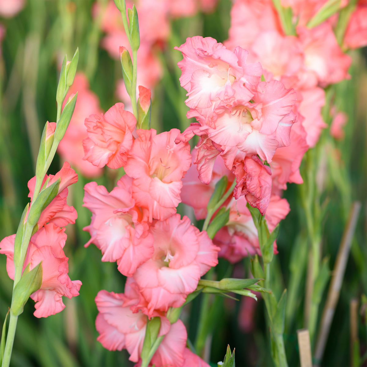 Gladiolen hybriden grootbloemig Adrenaline (x15) - Willemse