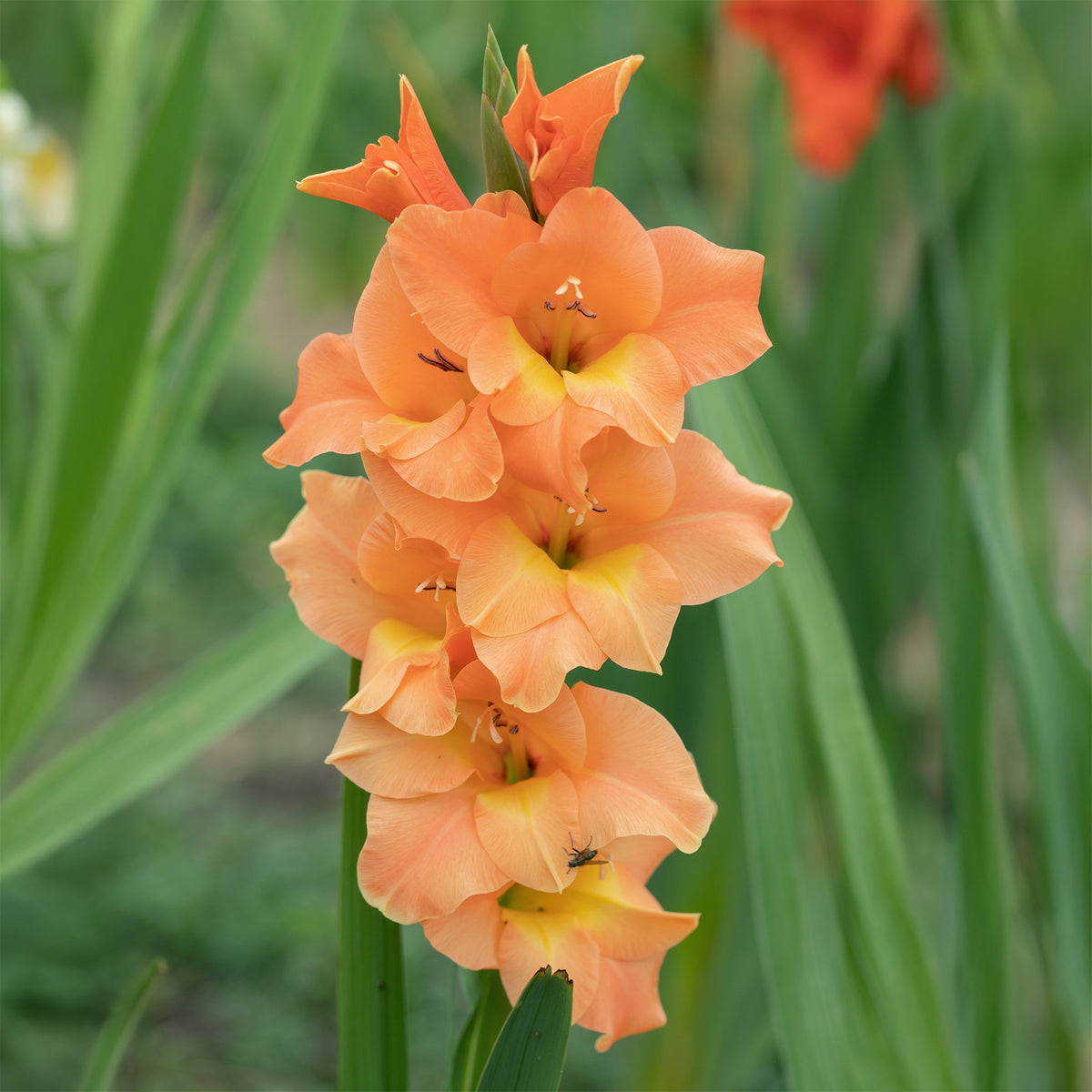 Gladiolus Cornelli - Gladiolen hybride grootbloemig Cornelli  (x15) - Gladiolen