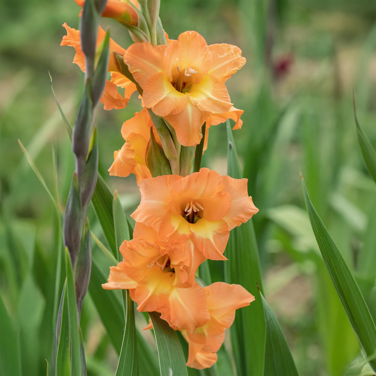 Gladiolen hybride grootbloemig Cornelli  (x15) - Gladiolus Cornelli - Willemse