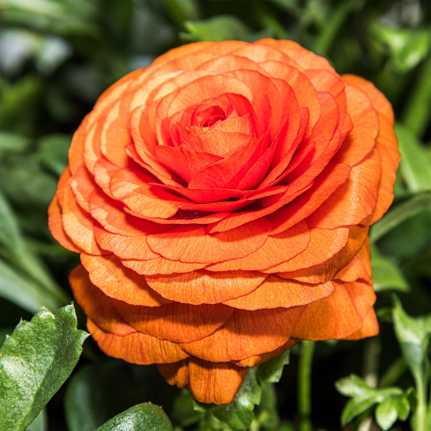 Ranonkel Orange Flame (10x) - Willemse