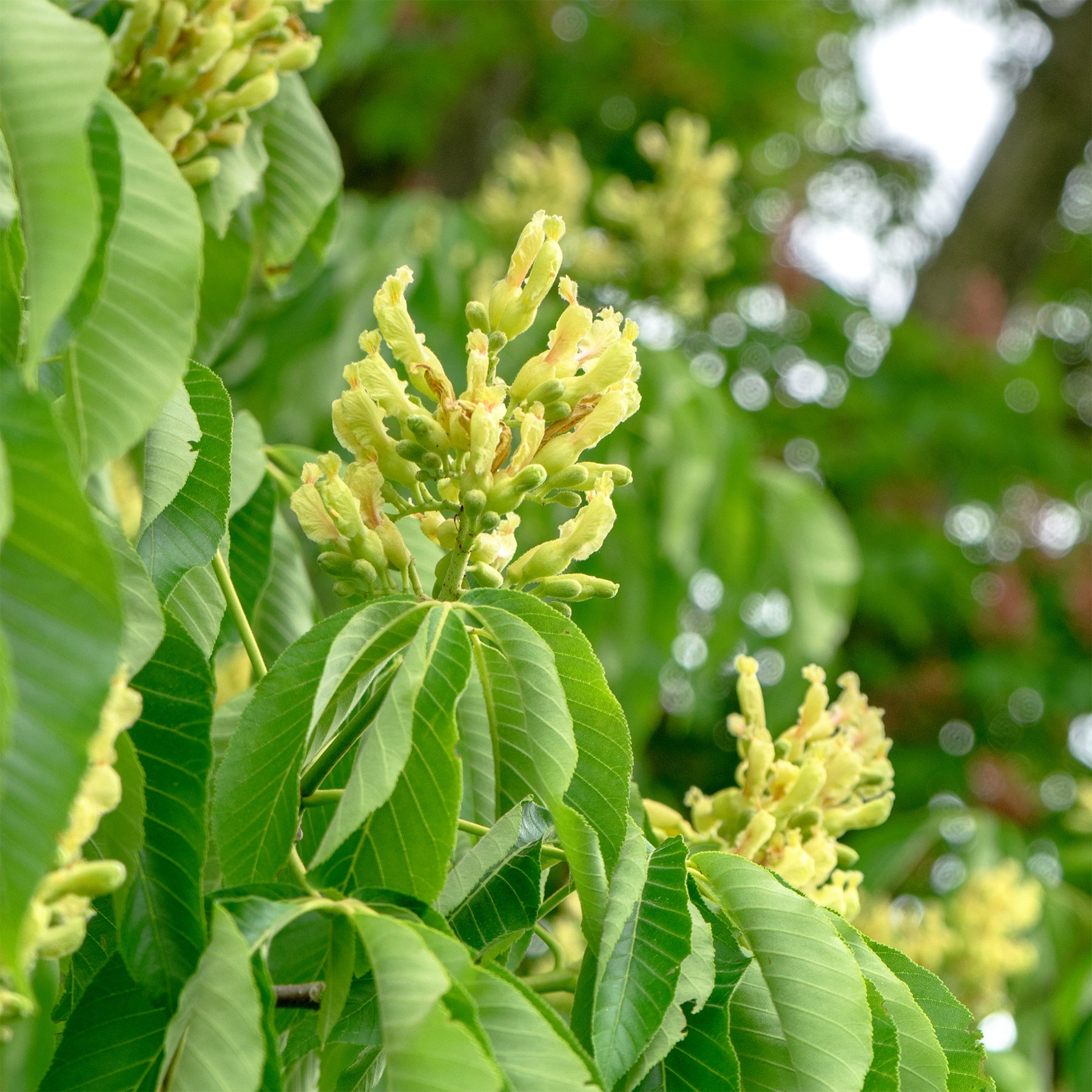 Paardenkastagne 'Autumn Splendor' - Aesculus x arnoldiana Autumn Splendor - Willemse