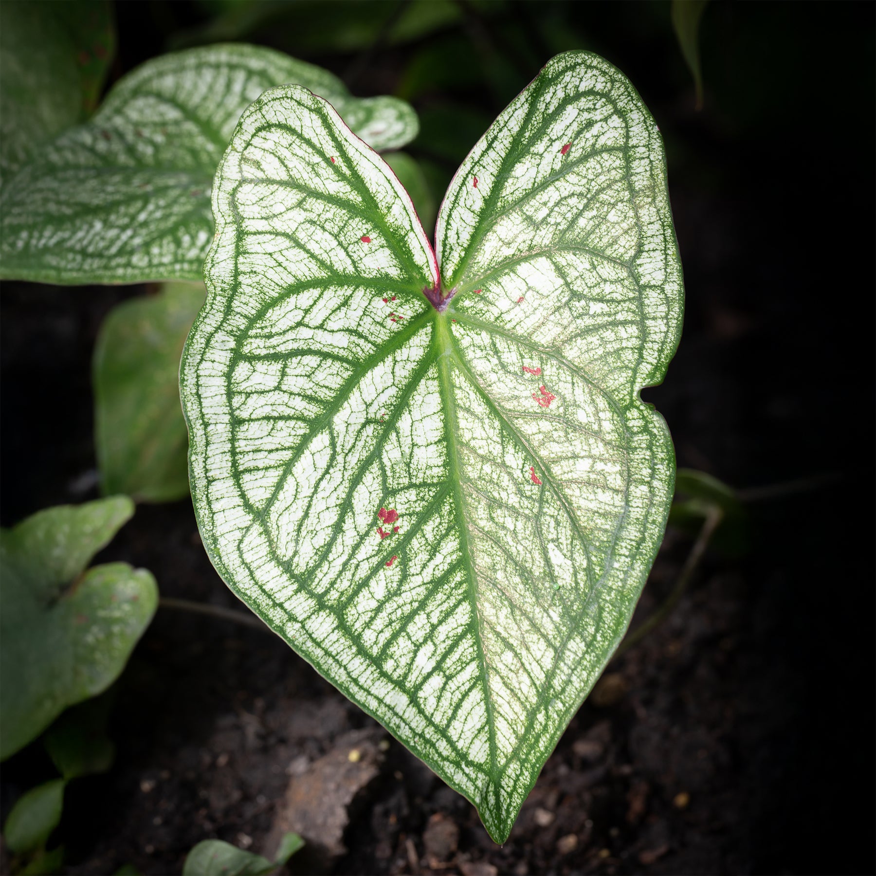 Caladium White Christmas - Willemse