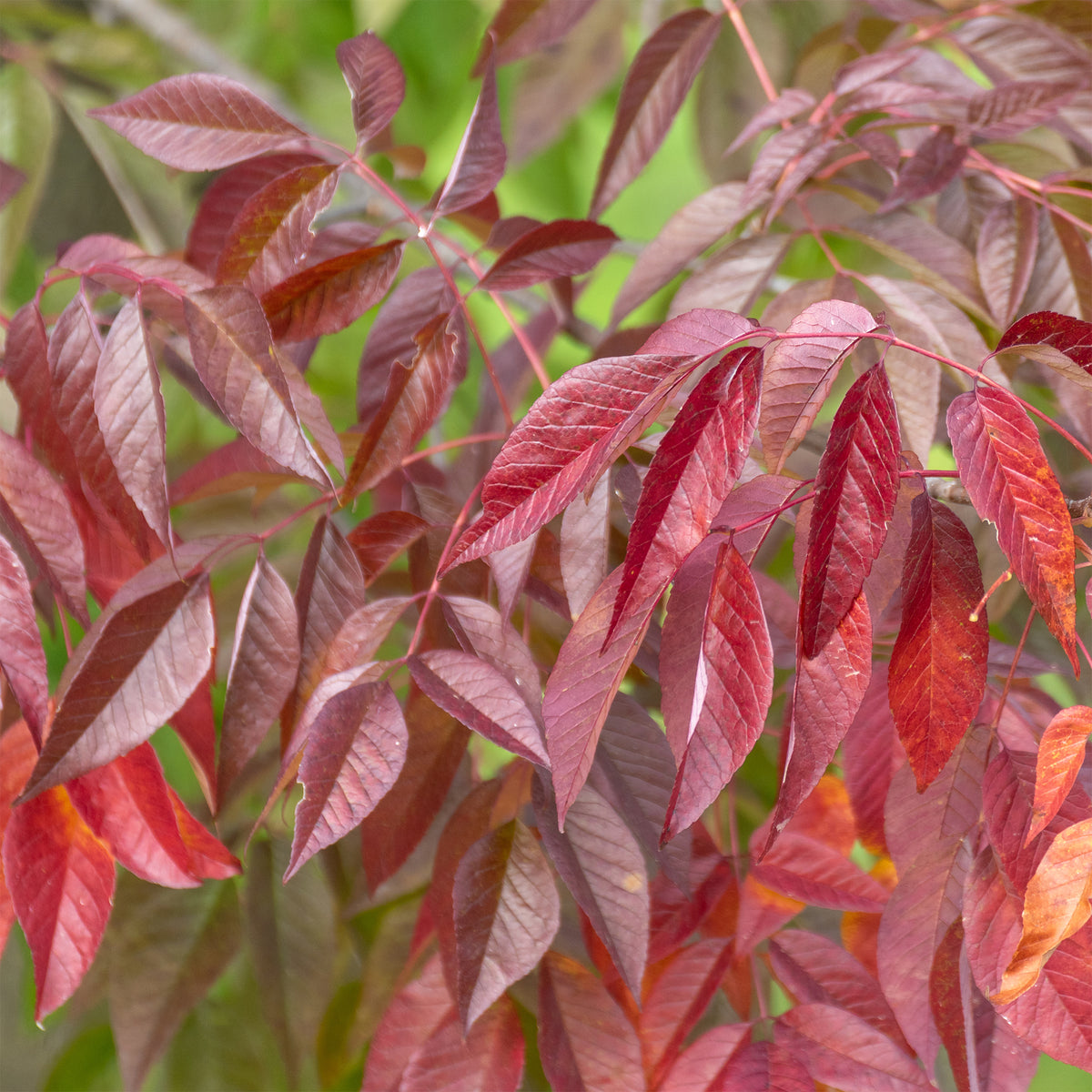 Amerikaanse es 'Autumn Applause' - Willemse