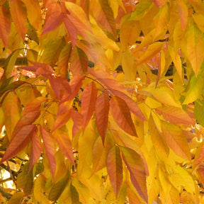 Fraxinus americana Skyline - Amerikaanse es 'Skyline' - Es