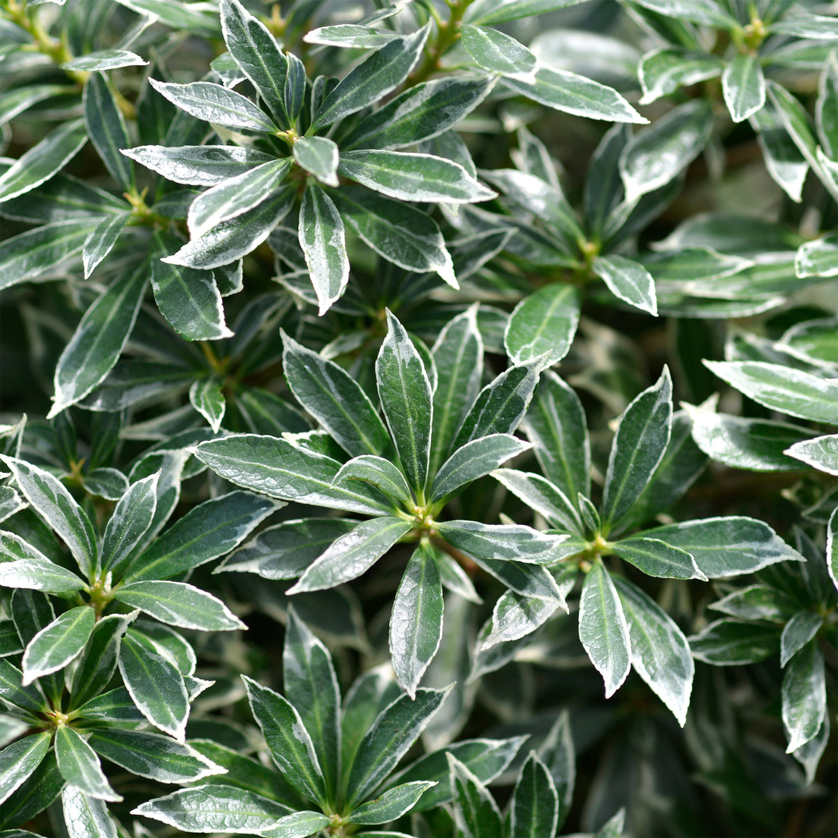 Rotsheide 'Ralto Rose®' - Willemse