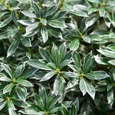 Rotsheide 'Ralto Rose®' - Willemse