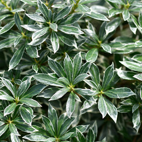 Rotsheide 'Ralto Rose®' - Willemse