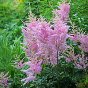 Pluimspirea Anita Pfeifer - Astilbe x arendsii Anita Pfeifer - Willemse