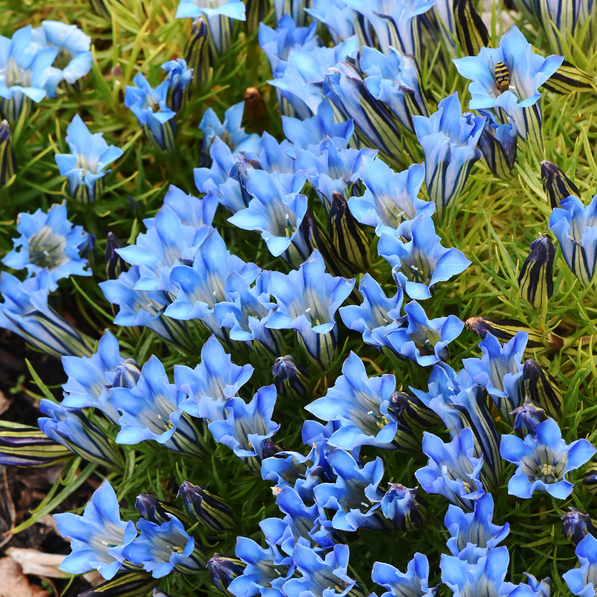 Gentiaan Blue Star - Willemse