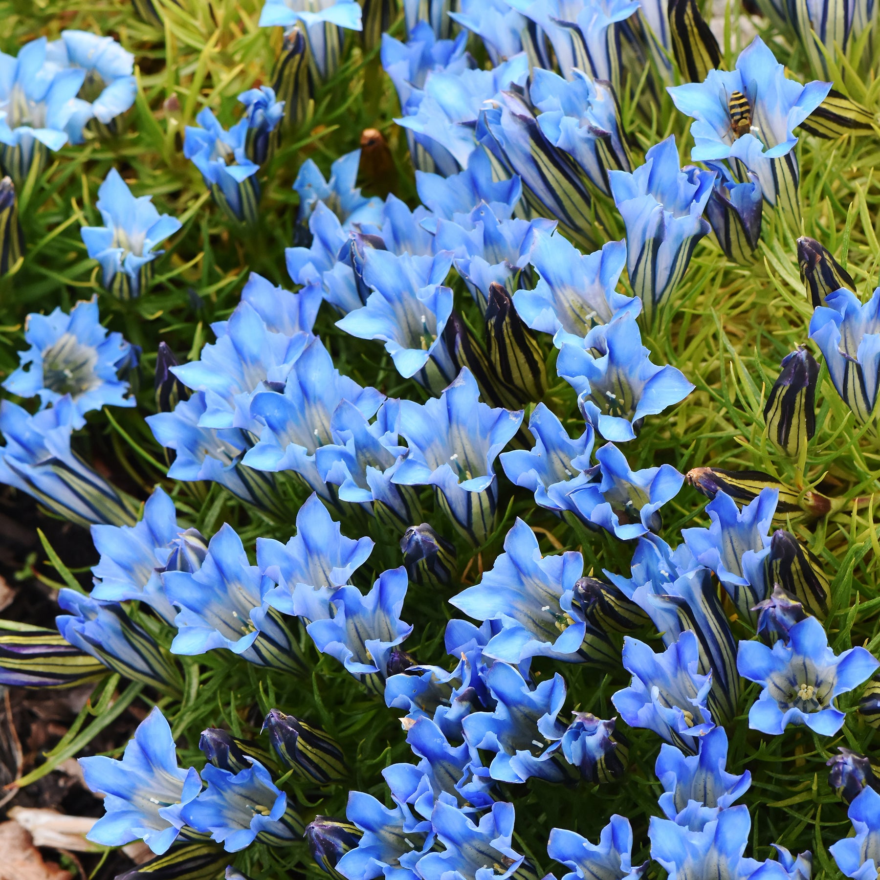 Gentiaan Blue Star - Willemse