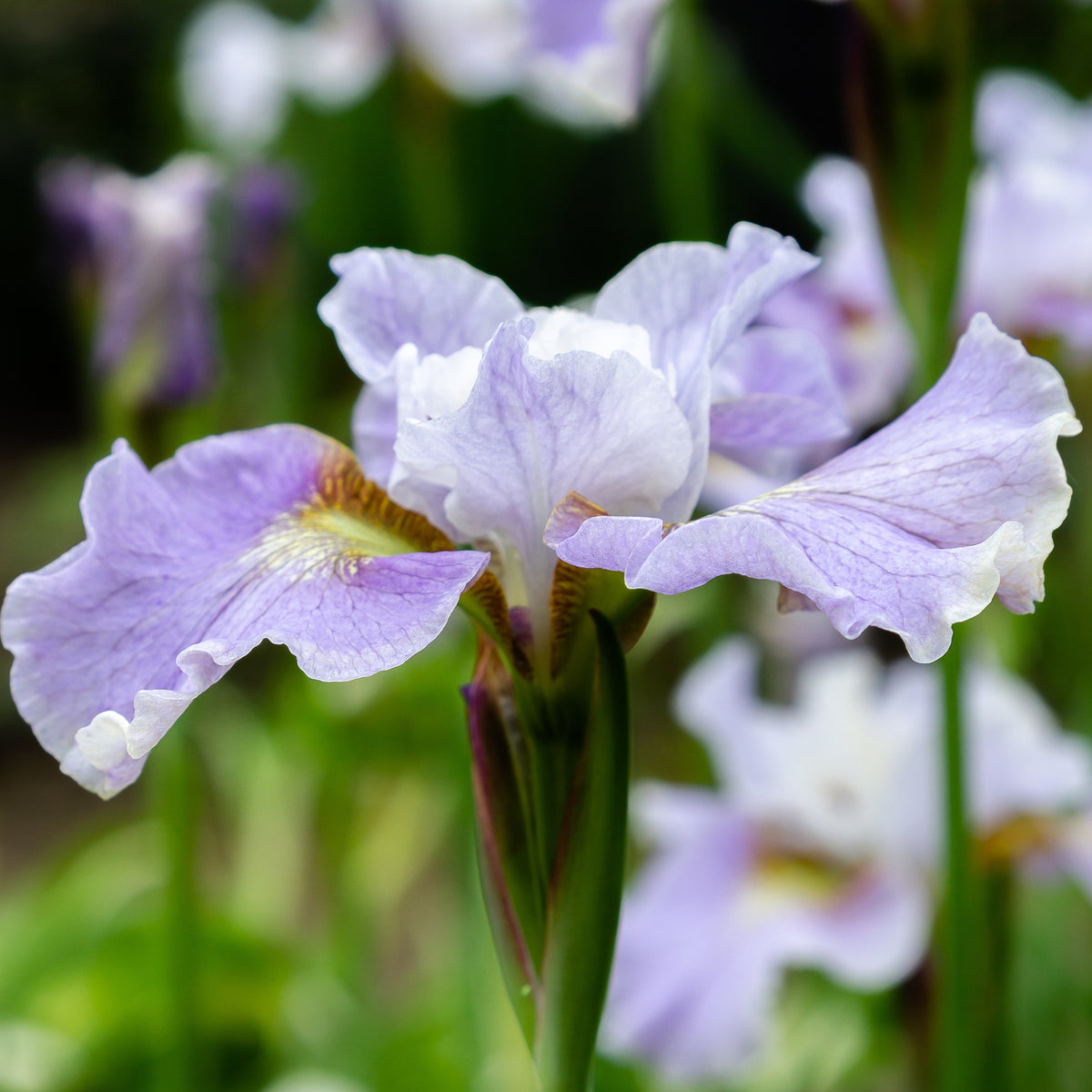 Siberische lis Dance Ballerina Dance - Iris sibirica Dance Ballerina Dance - Willemse
