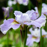 Siberische lis Dance Ballerina Dance - Iris sibirica Dance Ballerina Dance - Willemse