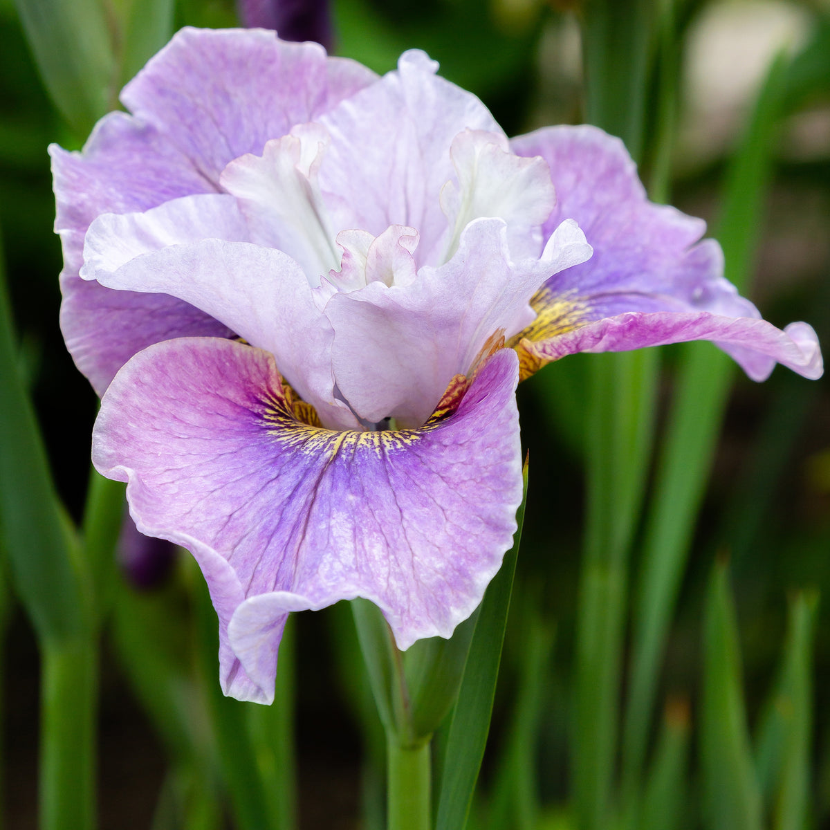 Siberische lis Dance Ballerina Dance - Willemse