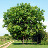 Walnotenboom Buccaneer - Juglans regia Buccaneer - Willemse