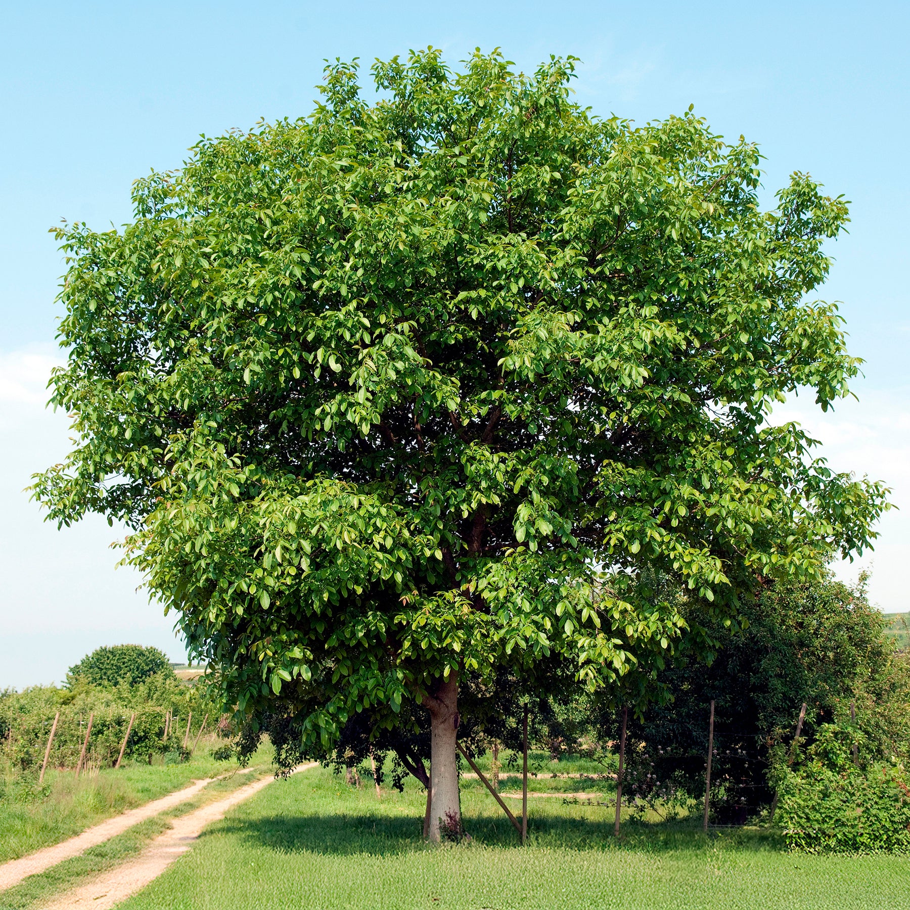 Walnotenboom Buccaneer - Juglans regia Buccaneer - Willemse