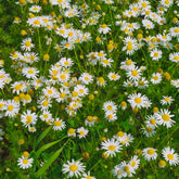 Kruipende kamille - Willemse