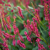 Duizendknooop Amethyst Summer - Willemse