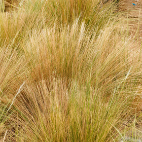 Vedergras Palomino - Willemse