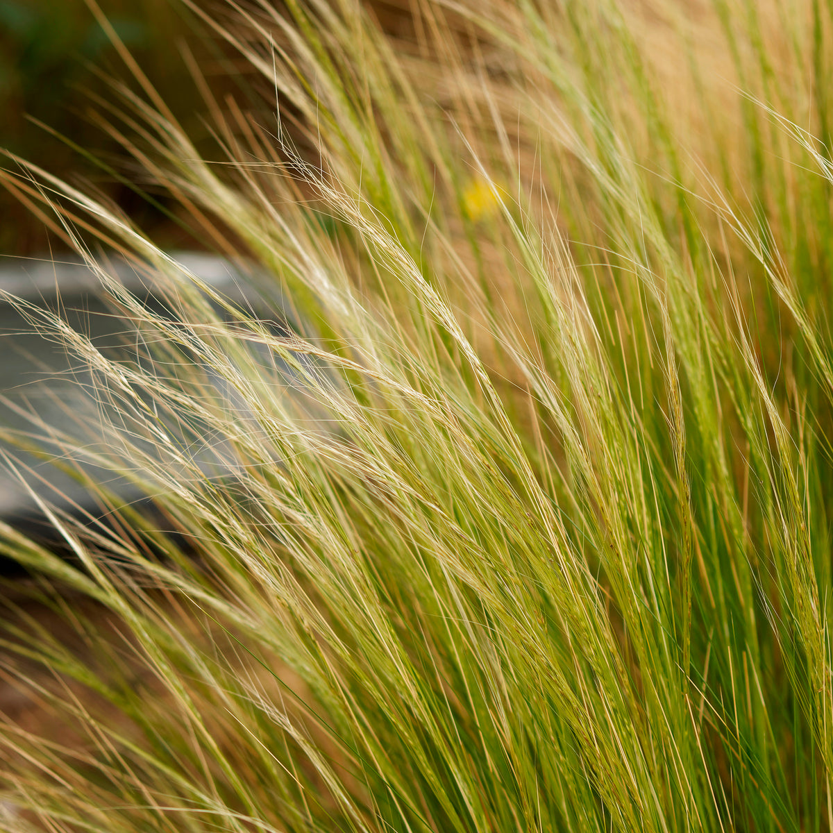 Vedergras Palomino - Stipa trichotoma Palomino - Willemse