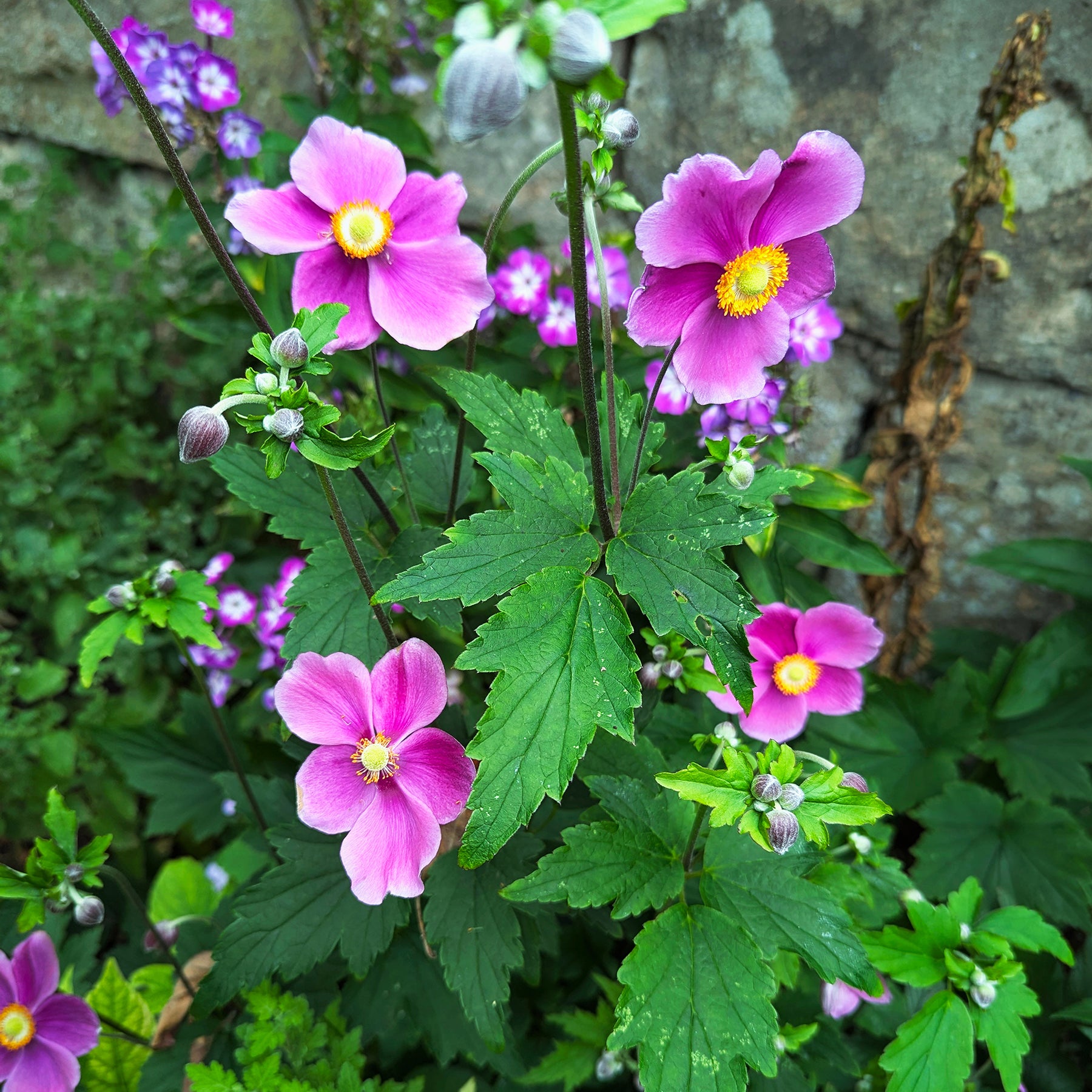 Herfstanemoon Fantasy Ariel - Willemse