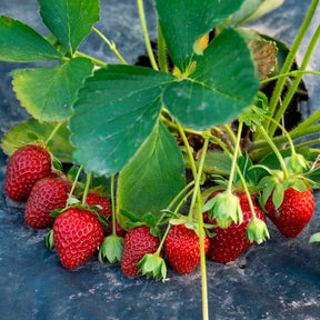 Aardbei Anaïs - Willemse