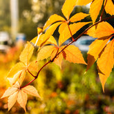Wilde Wingerd  Yellow wall® - Willemse