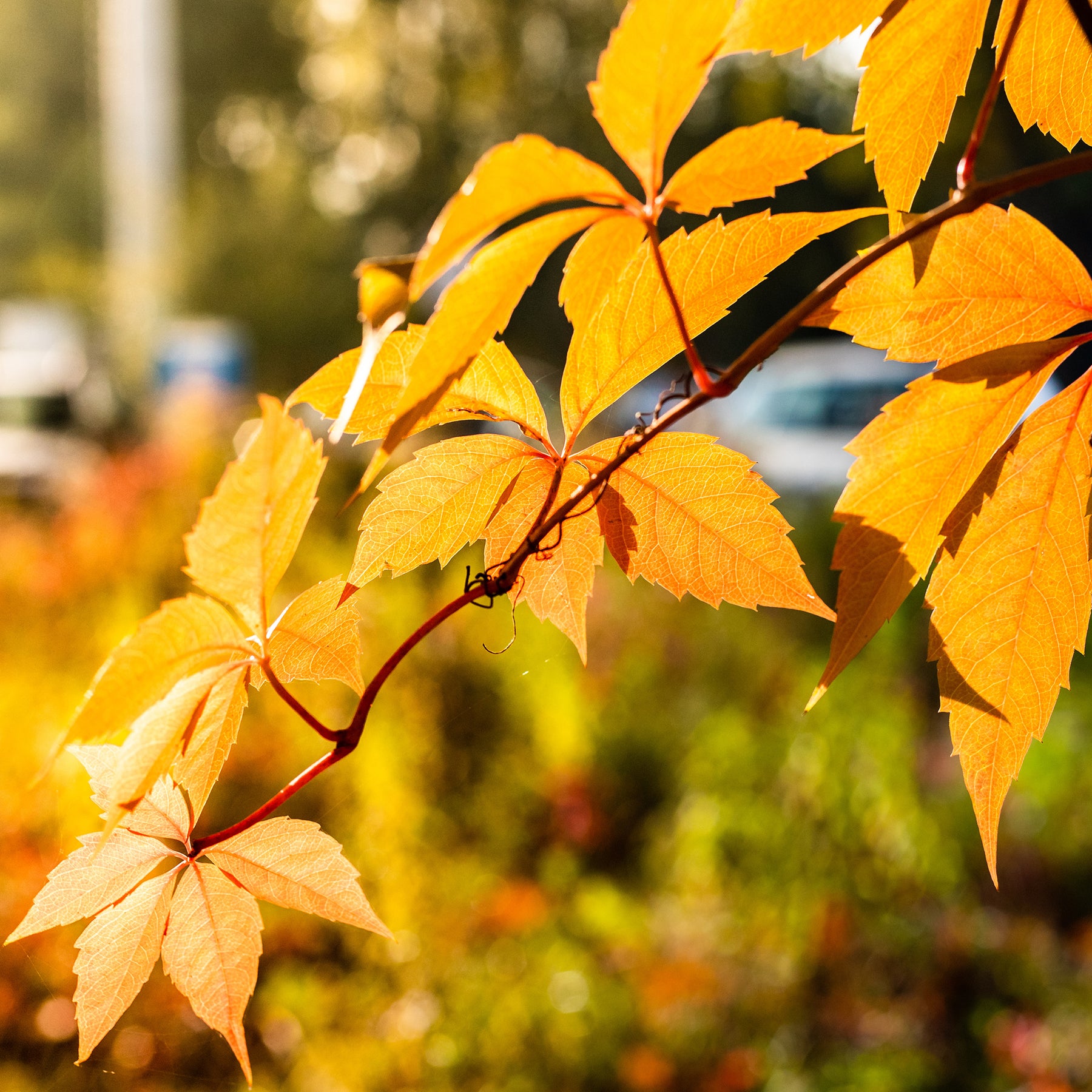 Wilde Wingerd  Yellow wall® - Willemse