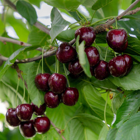 Kersenboom Regina - Willemse